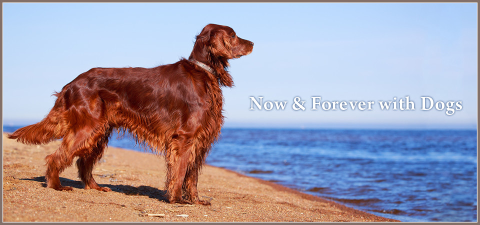 Now & Forever with Dogs